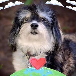 Meet your Posher, Anne